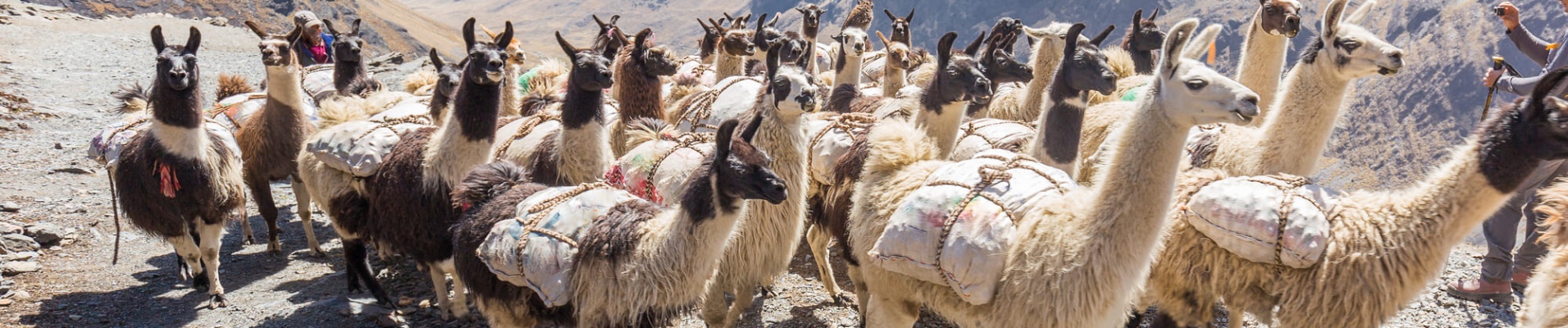 Lamas montagne