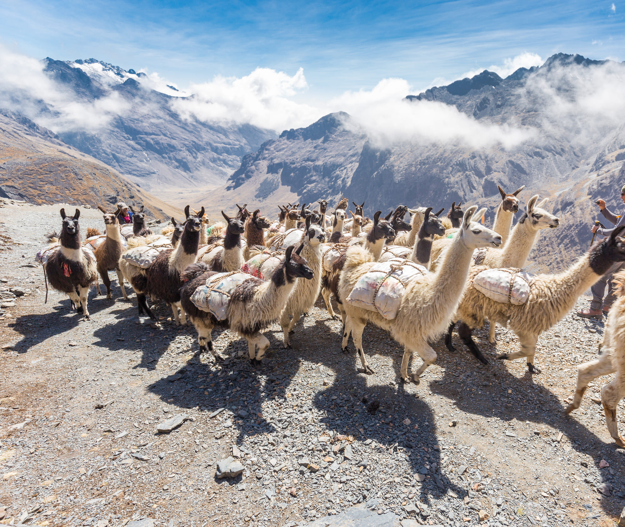 Lamas montagne