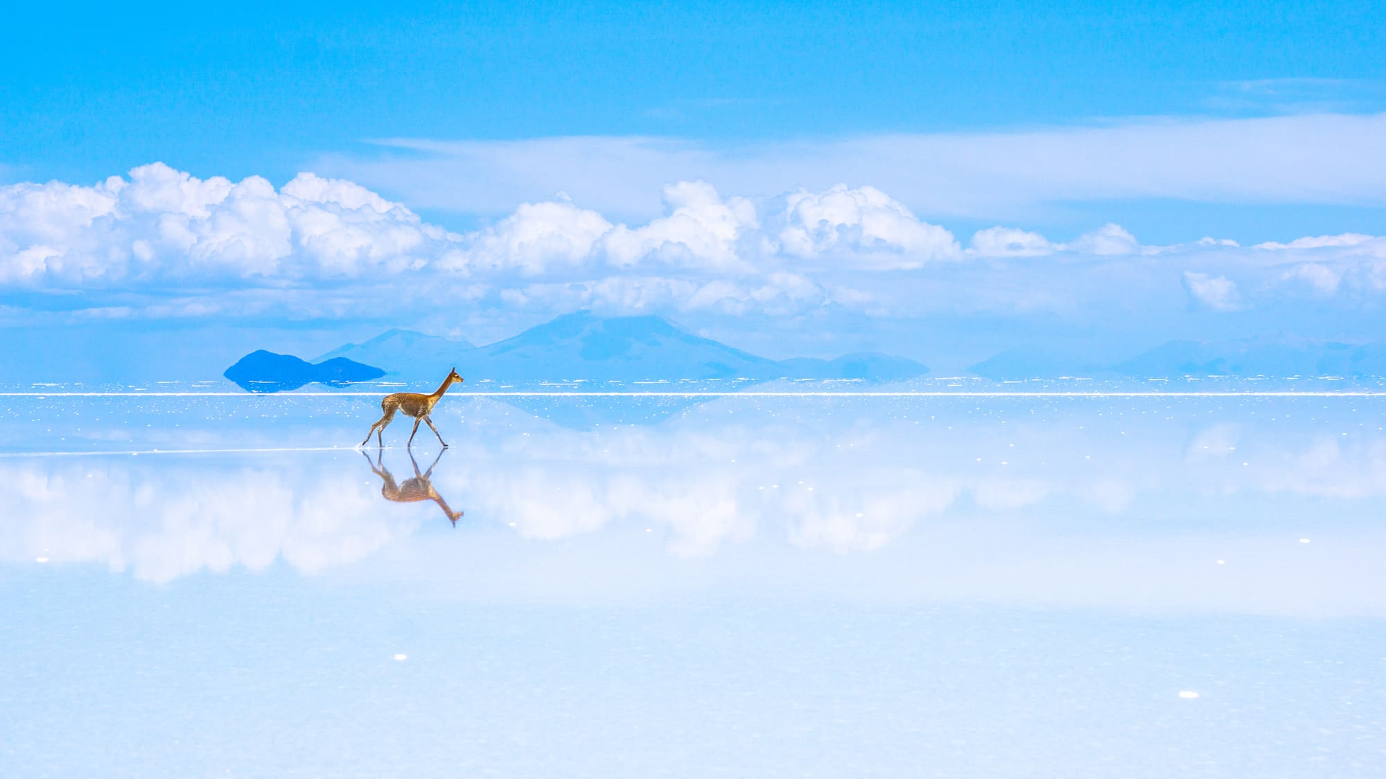 Salar d'Uyuni et Vicuna