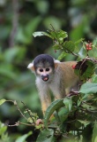 Petit singe en Amazonie bolivienne