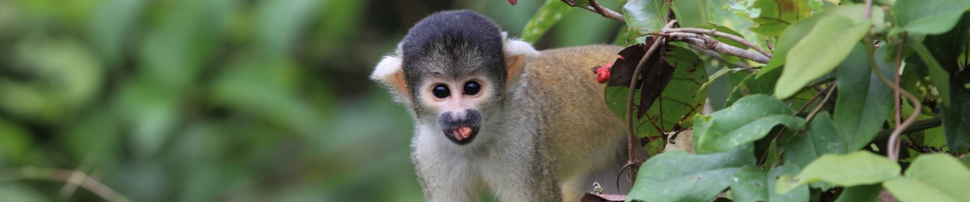 Petit singe en Amazonie bolivienne