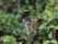 Petit singe en Amazonie bolivienne