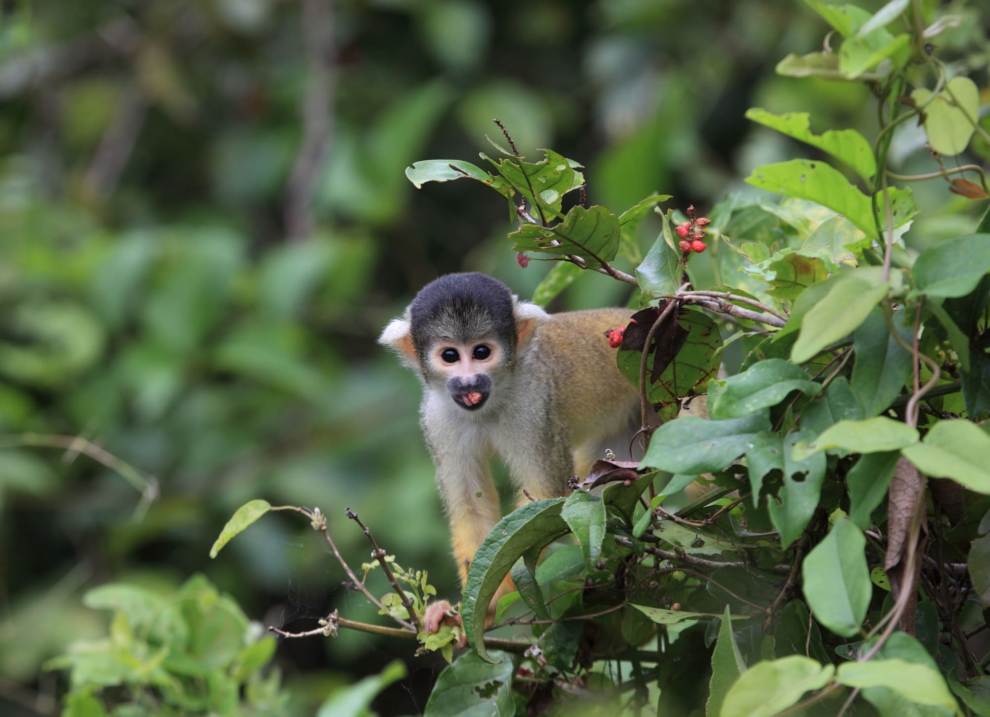 Petit singe en Amazonie bolivienne
