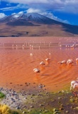 Flamants roses Laguna Colorada, Uyuni, Bolivie