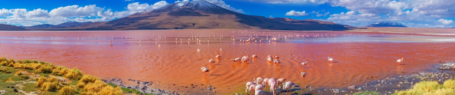 Flamants roses Laguna Colorada, Uyuni, Bolivie