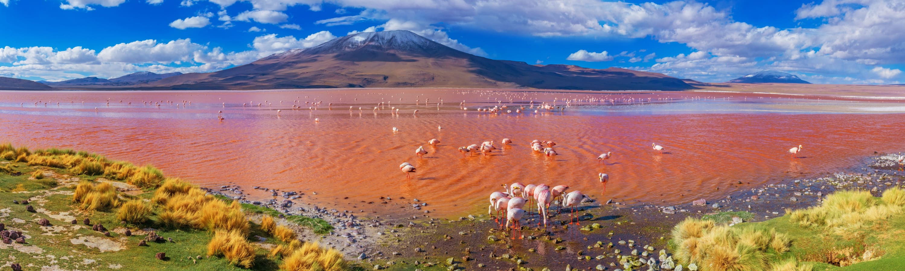 Flamants roses Laguna Colorada, Uyuni, Bolivie
