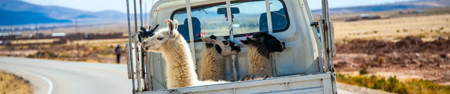 Lamas en voiture