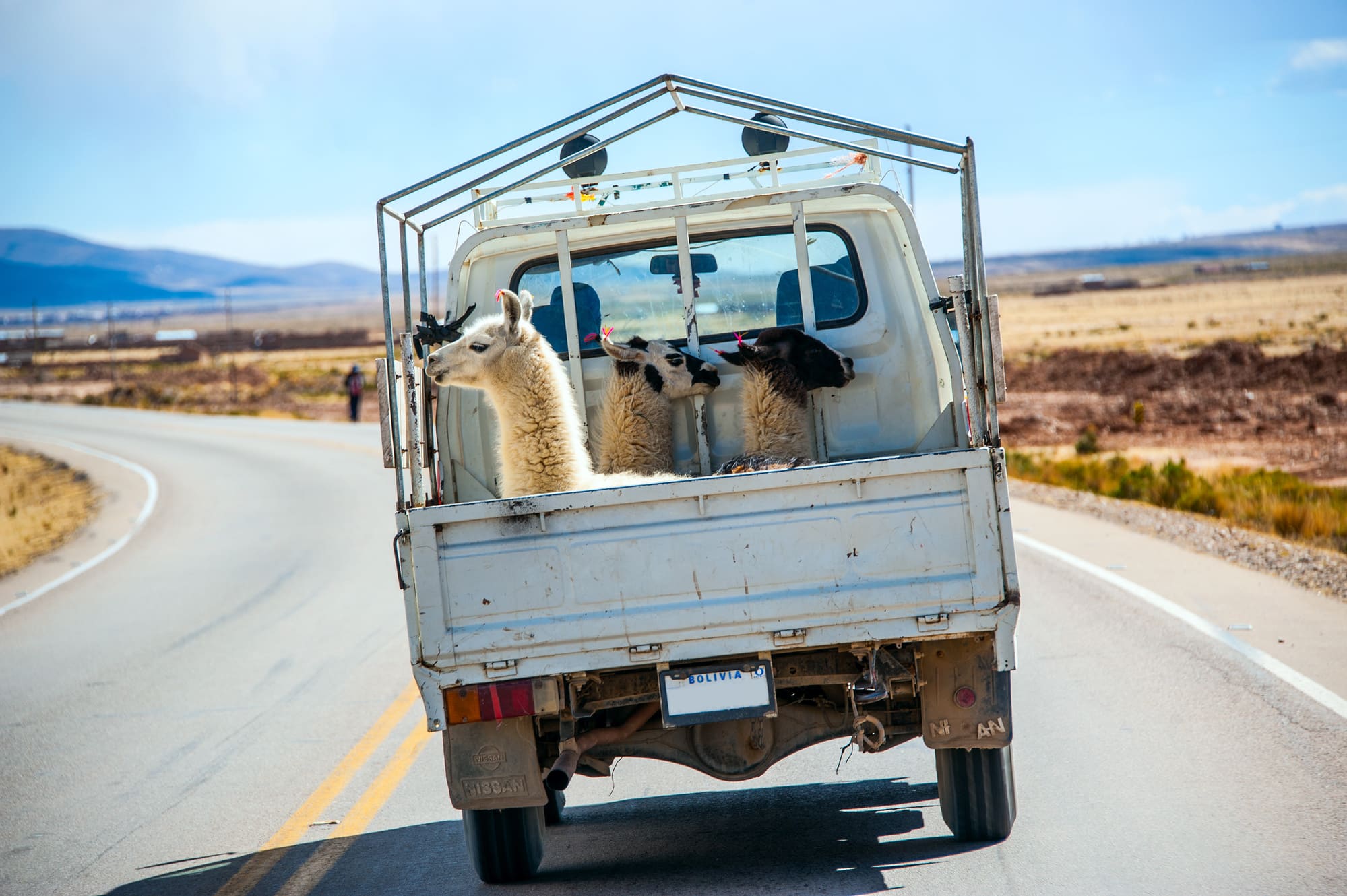Lamas en voiture