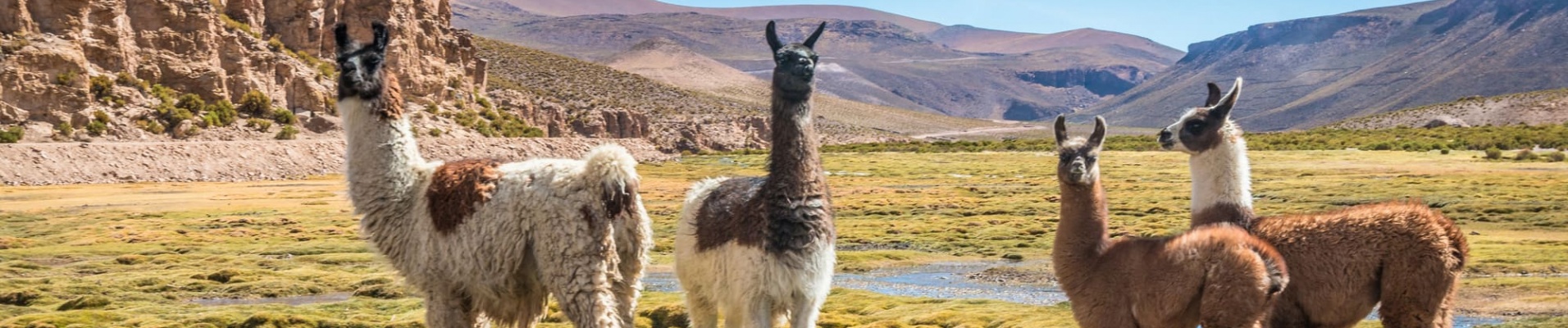 Lamas