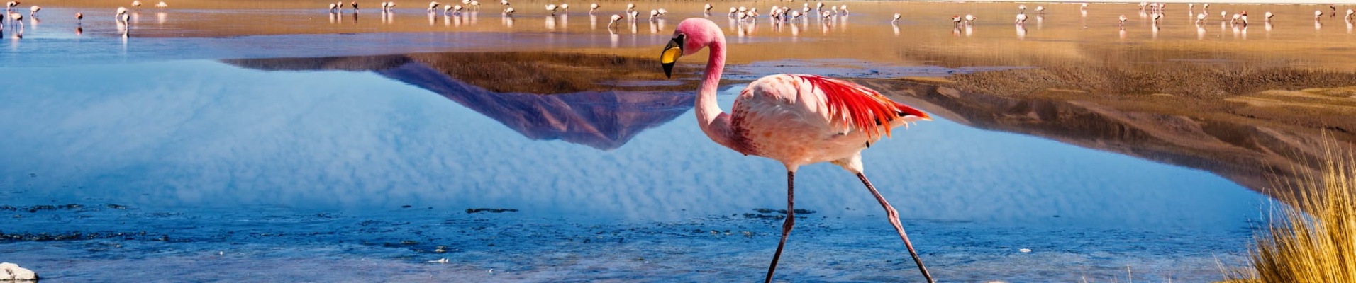 Flamant rose Sud Lipez