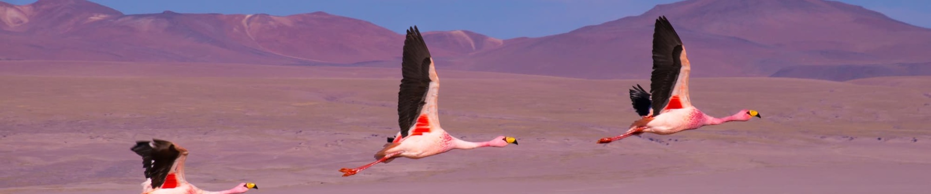 Trois flamants roses qui volent au dessus de la laguna Colorada - Bolivie