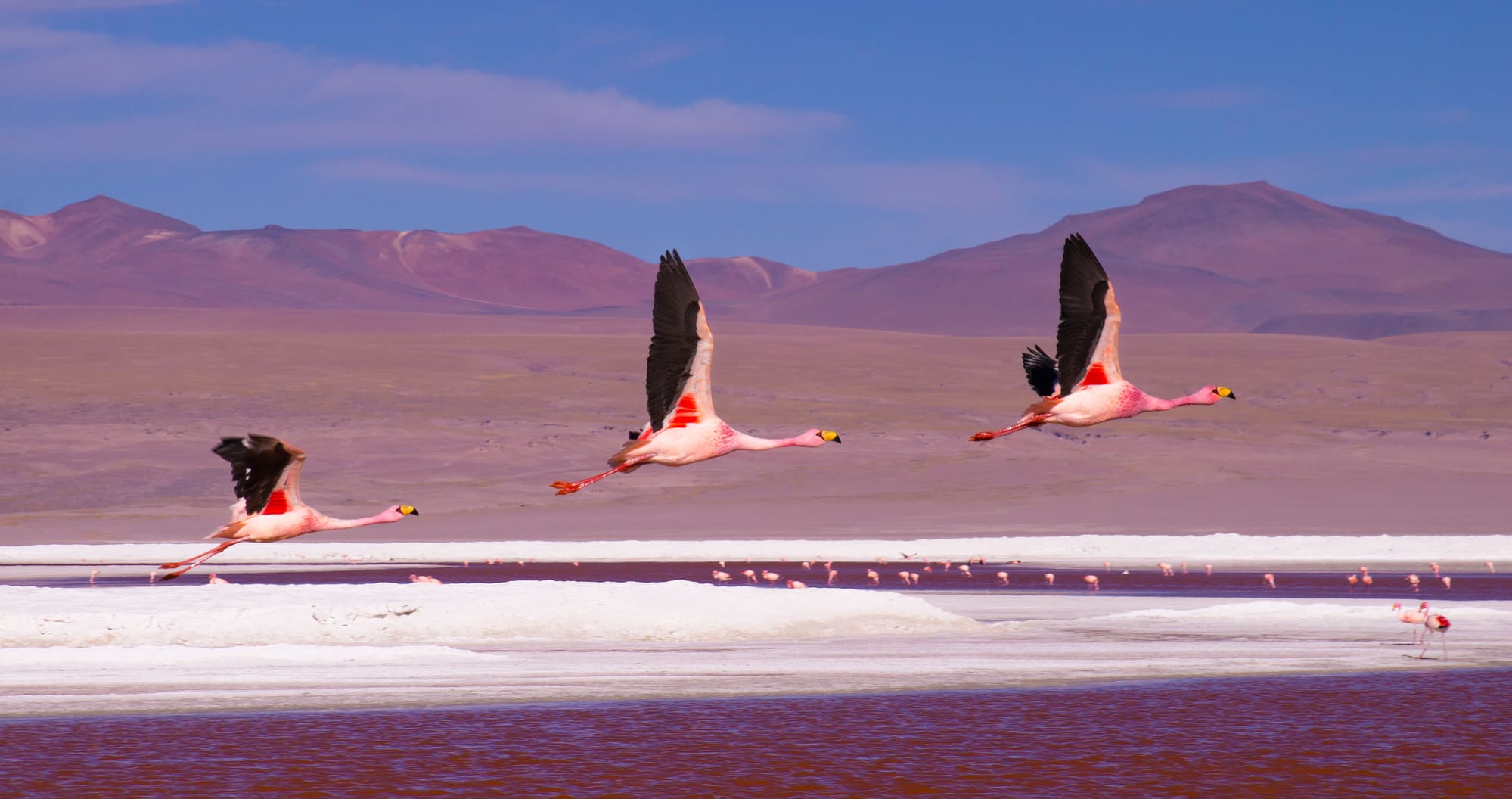 Trois flamants roses qui volent au dessus de la laguna Colorada - Bolivie