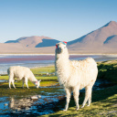 Alapaga sur la laguna colorada