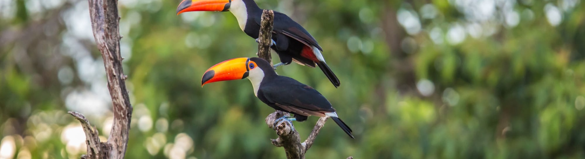 voyage-bolivie-circuit-amazonie-reve