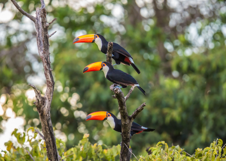 voyage-bolivie-circuit-amazonie-reve