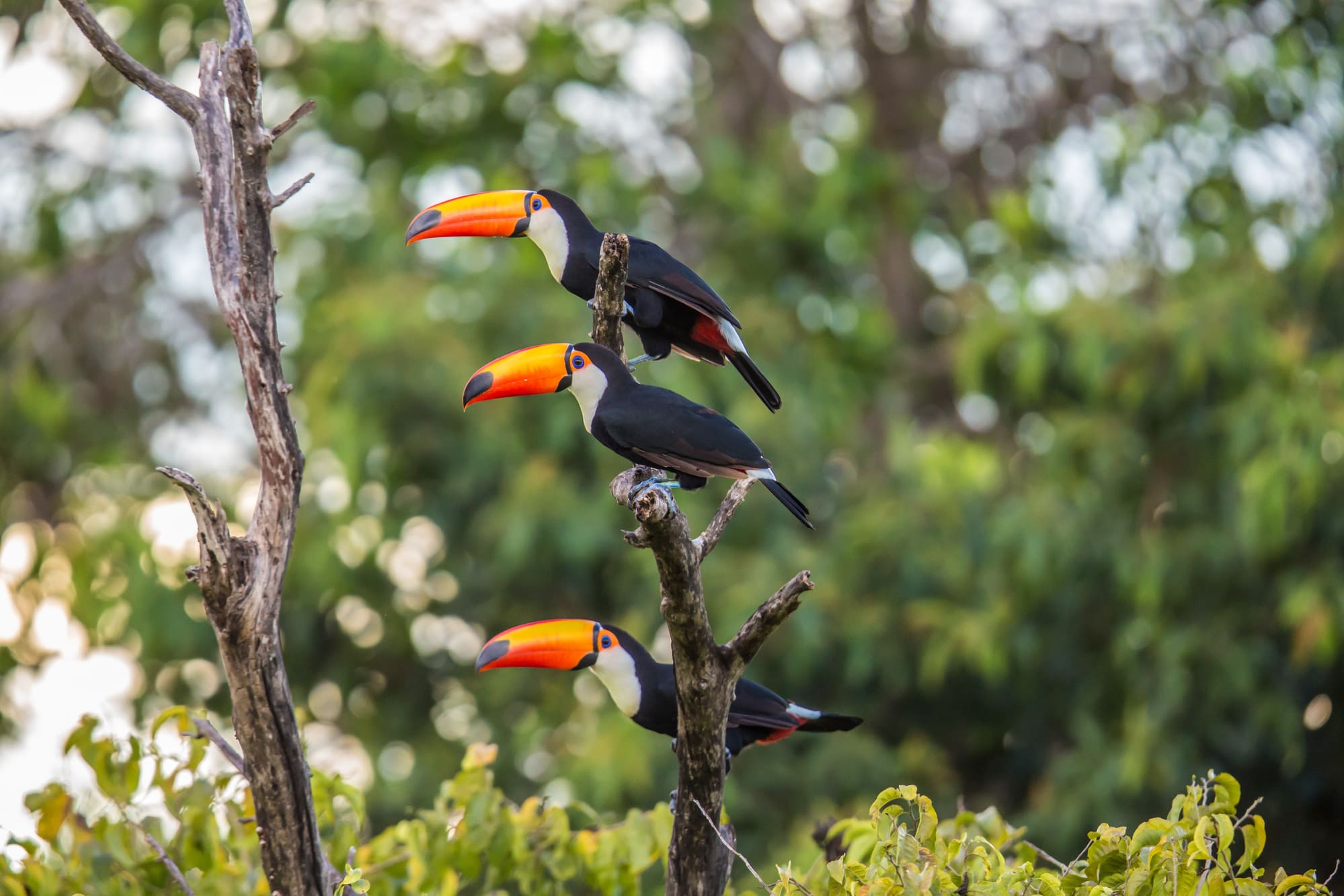 voyage-bolivie-circuit-amazonie-reve