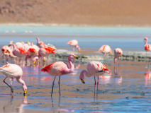 Flamants roses