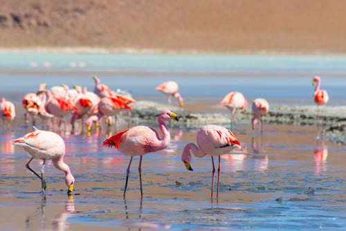 Flamants roses