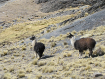 Alpagas de Bolivie