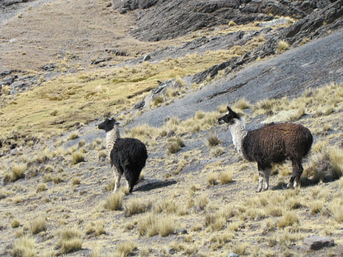 Alpagas de Bolivie