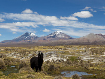 Parc national de Sajama