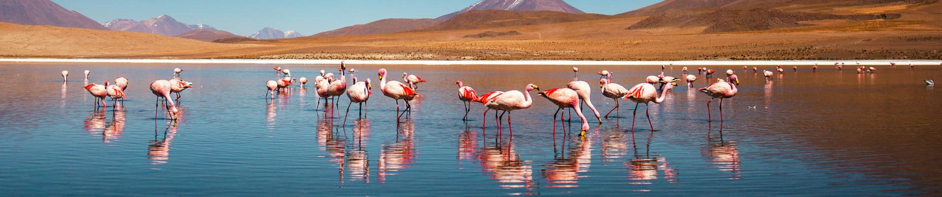 flamants-roses-uyuni-bolivie