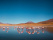 flamants-roses-uyuni-bolivie