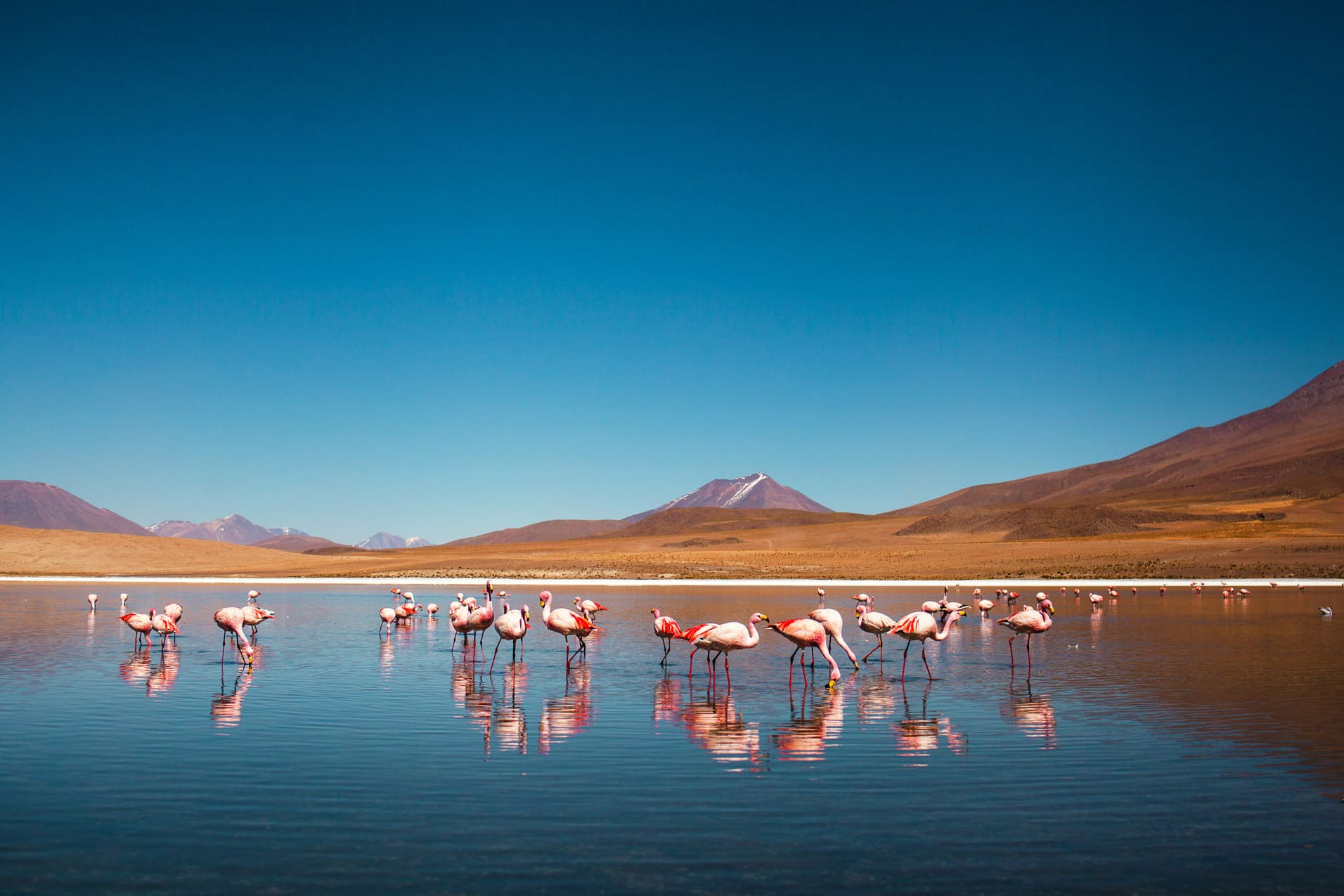 flamants-roses-uyuni-bolivie