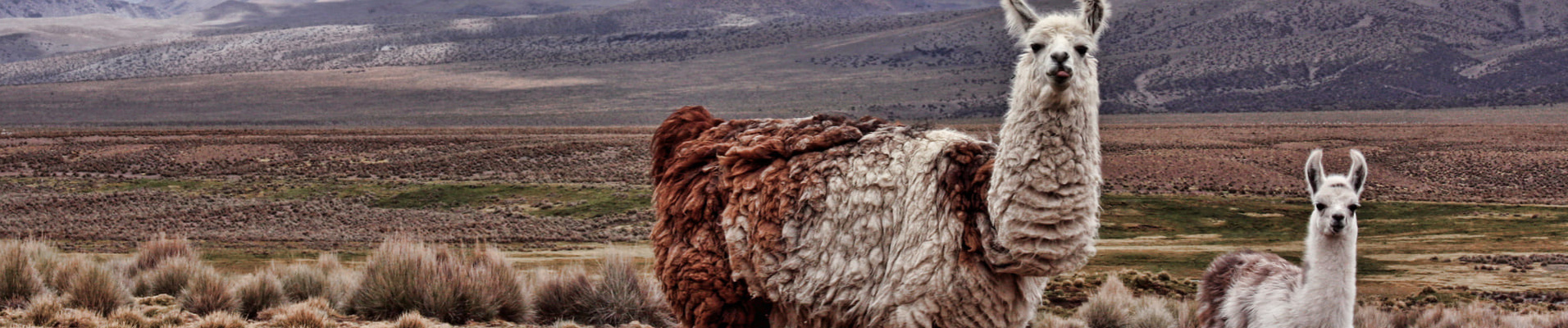 lamas-bolivie