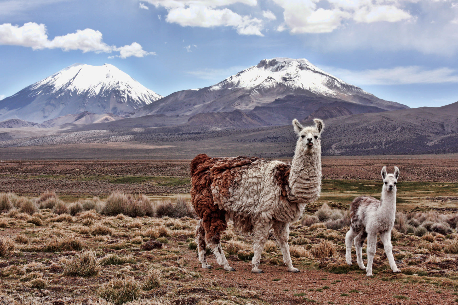 lamas-bolivie