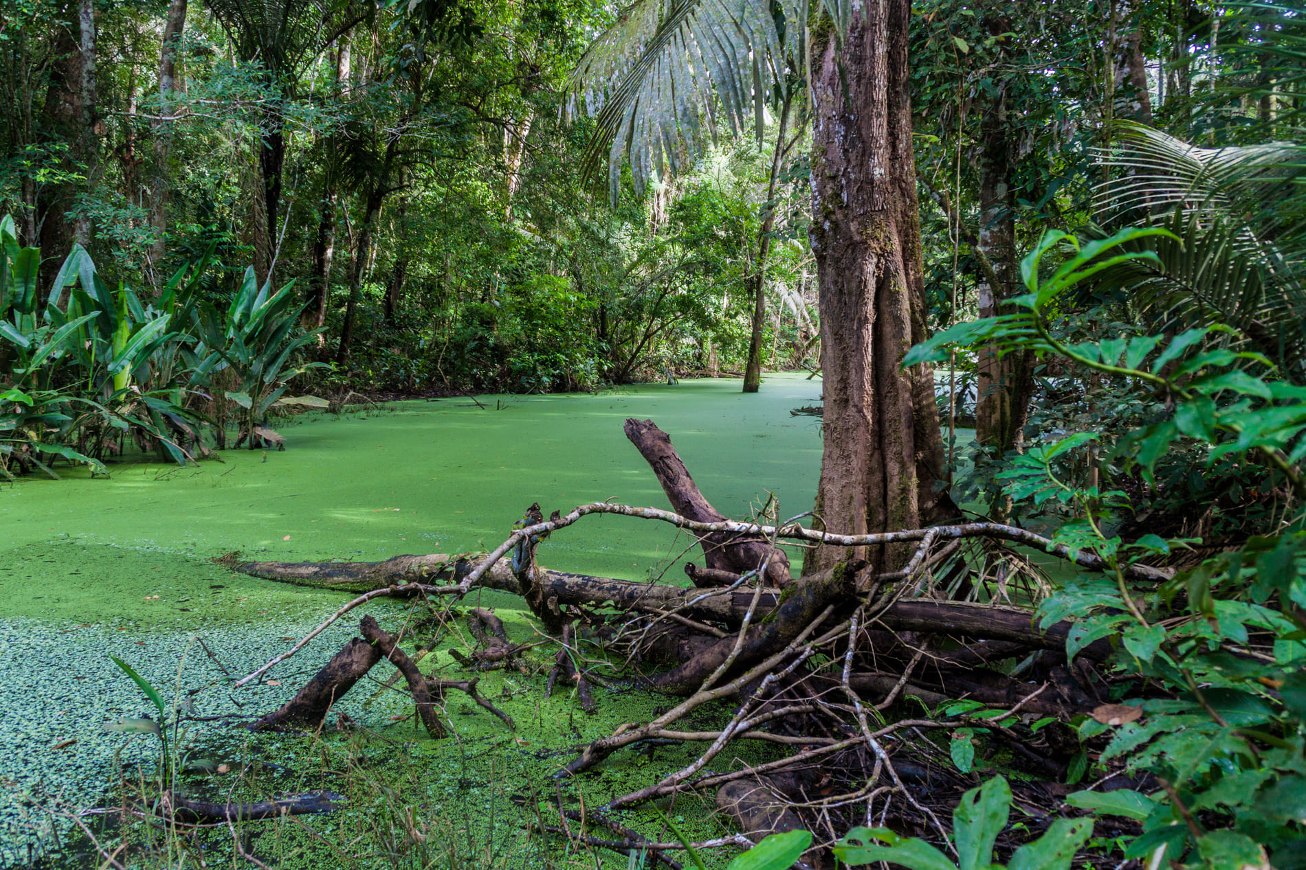 parc-national-madidi-bolivie