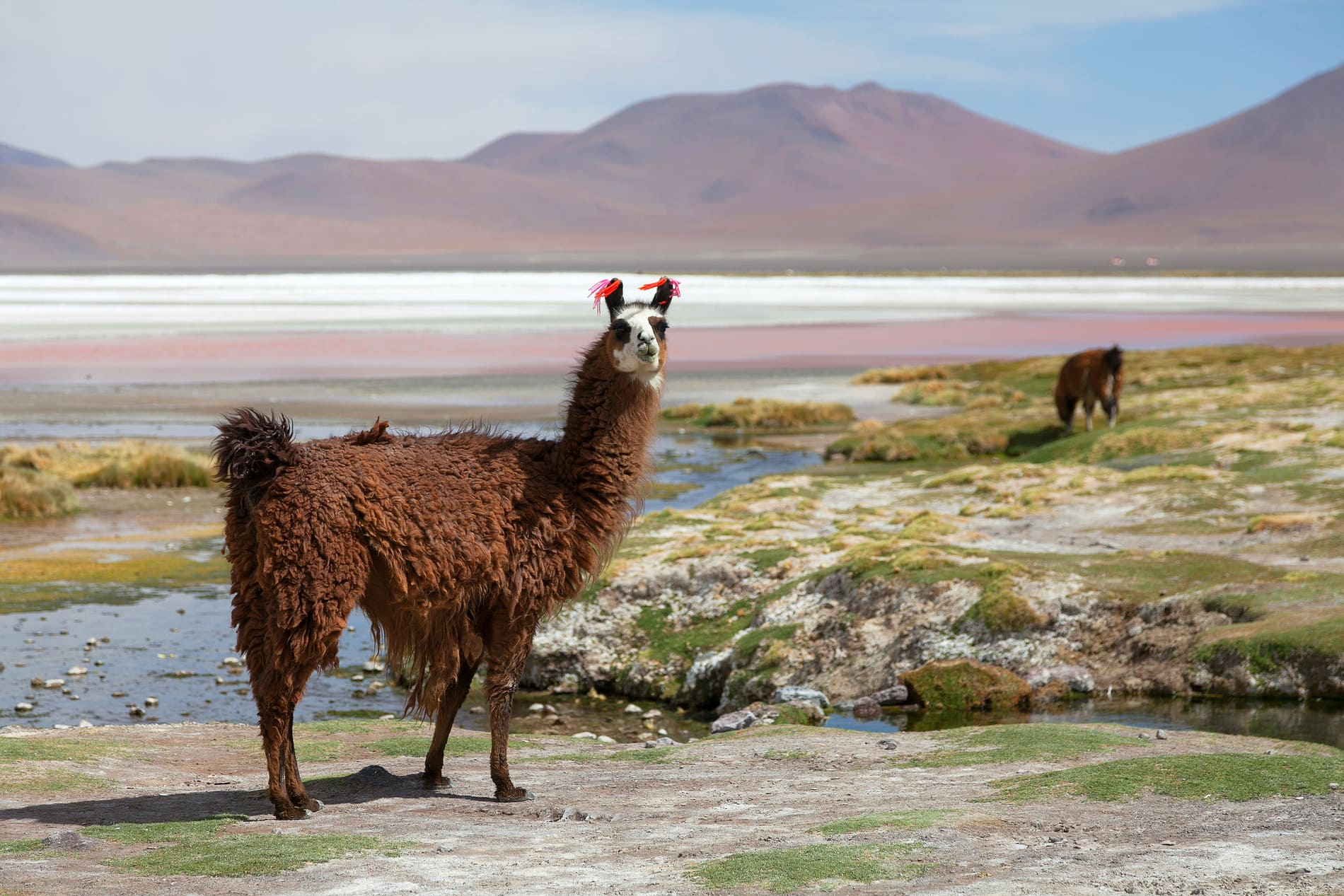 tout-savoir-bolivie